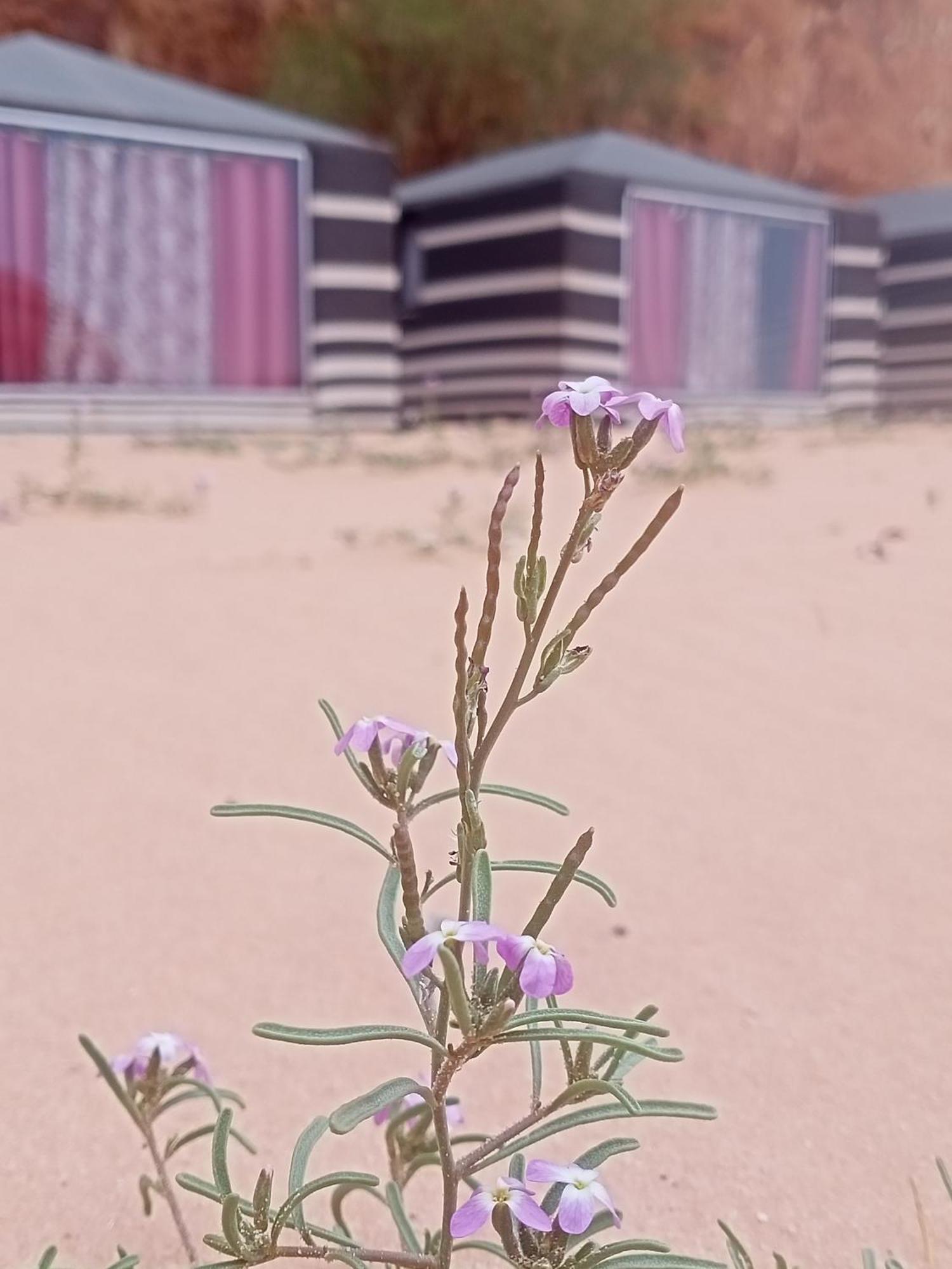 Shahrazad Desert, Rum vádi Szoba fotó